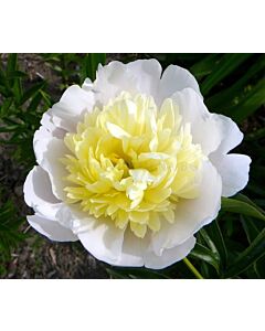 Божур Primavera / 1 корен