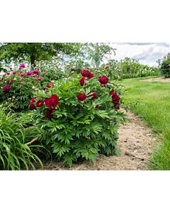 Дървовиден Божур /Itoh Paeonia Scarlet Heaven/ 1 бр