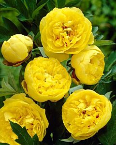 Божур жълт / Paeonia Yellow / 1 бр