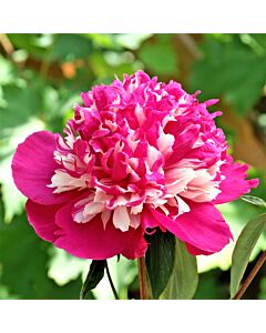 Божур розов/шарен /Paeonia Celebrity/ 1 коренище				