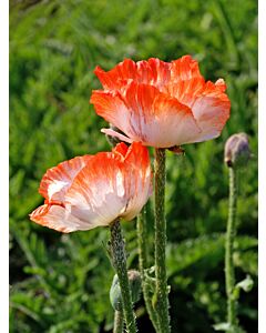 Мак / Papaver pinnacle  / 1 бр