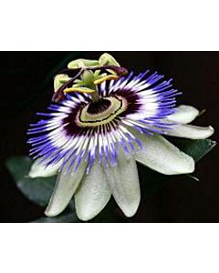 Пасифлора синьо-бяла (Passiflora Hybride White-Blue)
