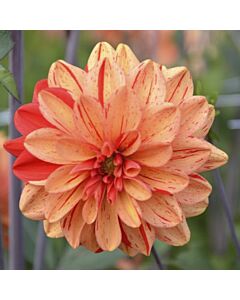Далия Пасолини / dahlia pasolini / 1 бр