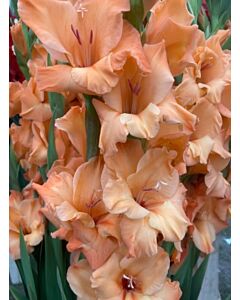 Гладиол Peche Melba - Gladiolus large-flowered Peche Melba - 1бр.