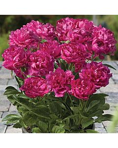 Божур / Paeonia Riches and Fame / 1 бр 