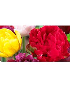 Божури микс жълт/ червен - Paeonia Yellow / Red - 2 бр.