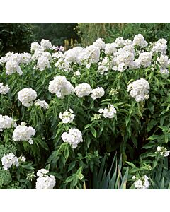 Флокс / Phlox White Admiral / 1 бр