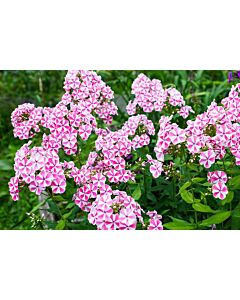 Флокс /Phlox Pink Windmill / 1 бр