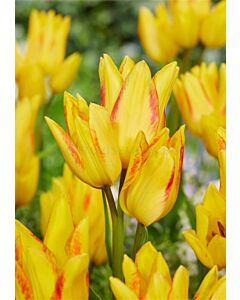 Лале /Tulip Royal Georgette/ 11/12