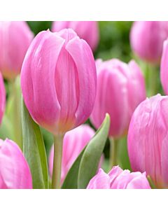 Лале triumph Pink Flag - 1 бр.