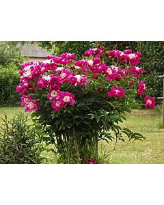Божур / Paeonia Wladyslava / 1 бр