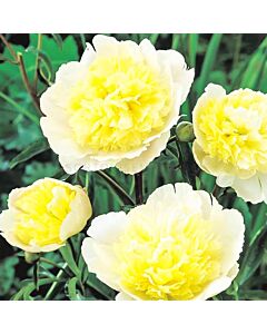 Божур - Paeonia Prima Vera - 1 бр