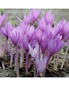 Колхикум /есенен минзухар / Colchicum The Giant 1 бр