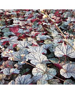 Хойхера / Heuchera Silver Scrolls / 1 бр 				 