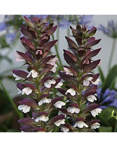 Меча стъпка / Acanthus Mollis / 1 бр