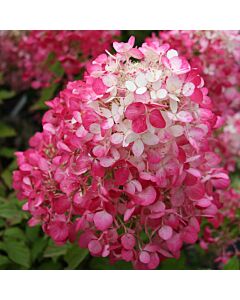 Хортензия двуцветна бяло/розово / Hydrangea Diamant Rouge / 1 бр фиданка			
