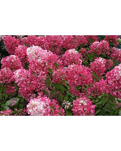 Хортензия розова с бяла сърцевина / hydrangea paniculata diamant rouge / 1 бр коренище