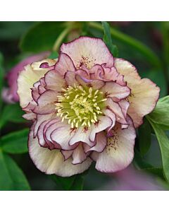 Кукуряк / helleborus double ellen pink / 1 бр
