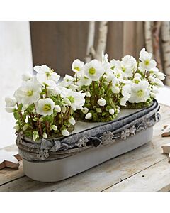 Кукуряк /Helleborus White Beauty/ 1 оп-1 бр		