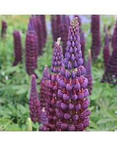 Лупина / Lupinus Purple / 1 бр
