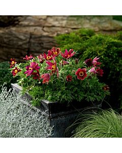 Котенца / Pulsatilla Red /1 бр