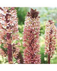 Еукомис /Eucomis Sparkling Rosy 18/20/ - 1 бр