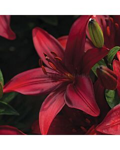 Лилиум  / Lilium asiatic 'Cavoli' / 1 бр