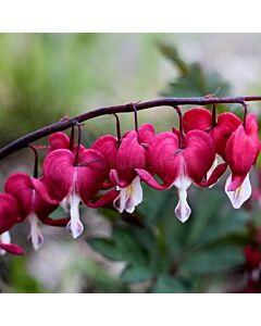 Дамско сърце /Dicentra Valentine/ 1 коренище
