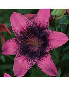 Лилиум  / Lilium asiatic 'Purple Dream' / 1 бр