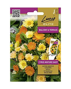 СЕМЕНА НЕВЕН CITRUS MIXTURE DAISY - СК
