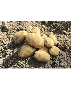 СЕМЕ КАРТОФИ EMANUELLE - КАТЕГОРИЯ  A -  2KG