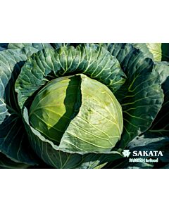 Зеле Пауър Слем /Sakata/ - 2 500 сем