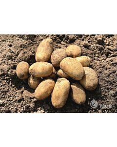 СЕМЕ КАРТОФИ PRADA - КАТЕГОРИЯ A - 5 KG