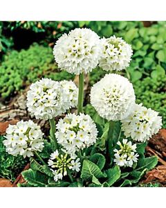 Примула бяла - Primula Denticulata Alba-1 бр				