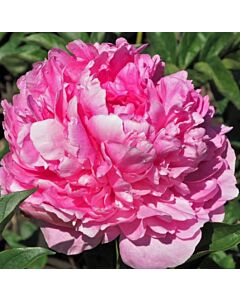 Божур/ LACTIFLORA Princess Margaret - 1 бр.