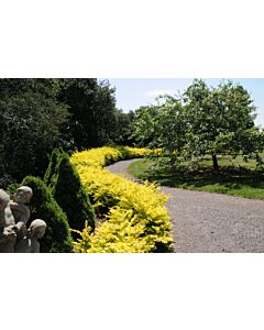 Берберис жълт / berberis aurea / 1 бр саксия (15 см разсад)