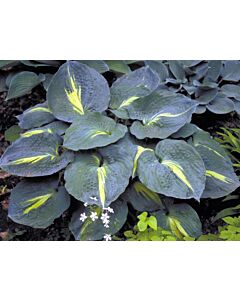 Хоста /HOSTA THUNDERBOLT/ 1 бр