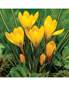 Минзухар жълт /Crocus large-flowered yellow/
