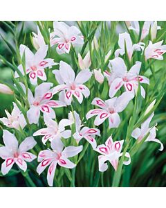 Гладиол мини  /Gladiolus  'Nymph' /1 бр