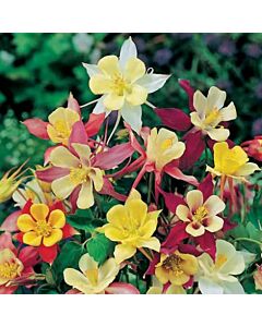 Аквилегия - Aquilegia Mckana Hybrids - 1 корен 				