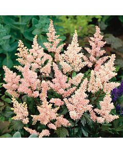 Астилбе - Astilbe Peach Blossom - 1 бр