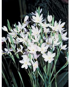 Шизостилис бял /Schizostylis coccinea alba/ 1 бр