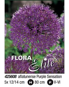 Декоративен лук Purple Sensation: Пакет- 1 оп. - 5 бр. - Flora Elite Packs