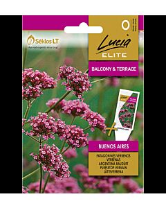СК СЕМЕНА ВЕРБЕНА ЛИЛАВА БУЕНОС АЙРЕС PURPLETOP VERVAIN BUENOS AIRES