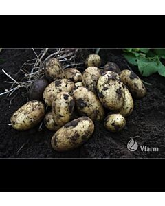 СЕМЕ КАРТОФИ QUEEN ANNE - КАТЕГОРИЯ B - 5 KG