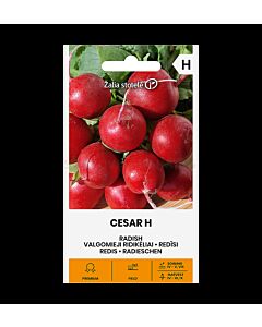 СК СЕМЕНА РЕПИЧКИ ЦЕЗАР Х  RADISH, CESAR H