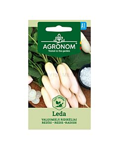 СК Бели репички ЛЕДА - RADISH, LEDA