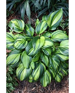 Хоста / Hosta Rainbow's End / 1 бр