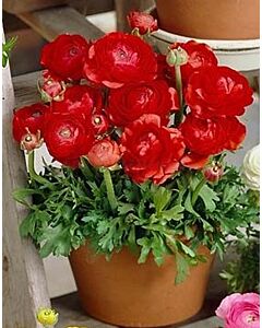 Ранункулус Tomer red*