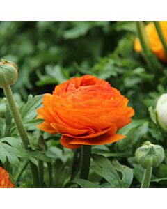 Ранункулус /Ranunculus asiaticus aviv orange / 